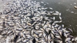 Katastrofa na Odrze Odra martwe ryby