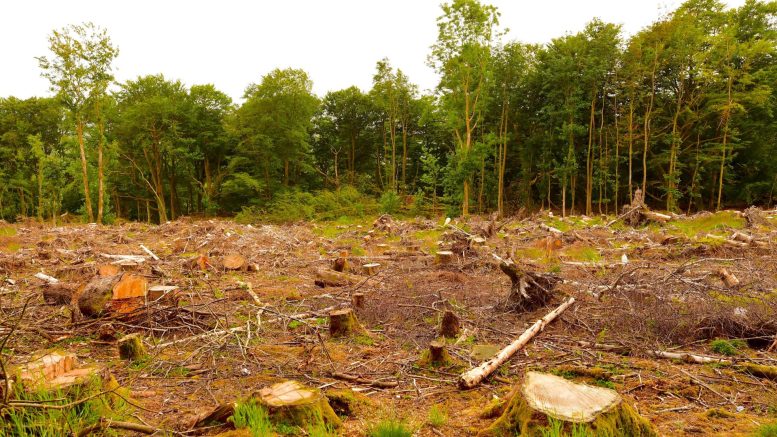 Rekordowe zyski Lasów Państwowych ze sprzedaży drewna